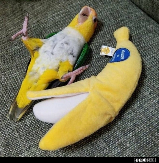  - Lustige Bilder | DEBESTE.de