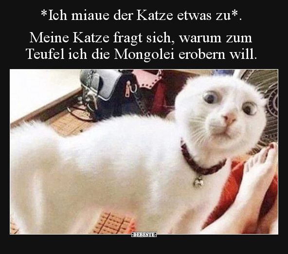 *Ich miaue der Katze etwas zu*. Meine Katze fragt sich.. - Lustige Bilder | DEBESTE.de