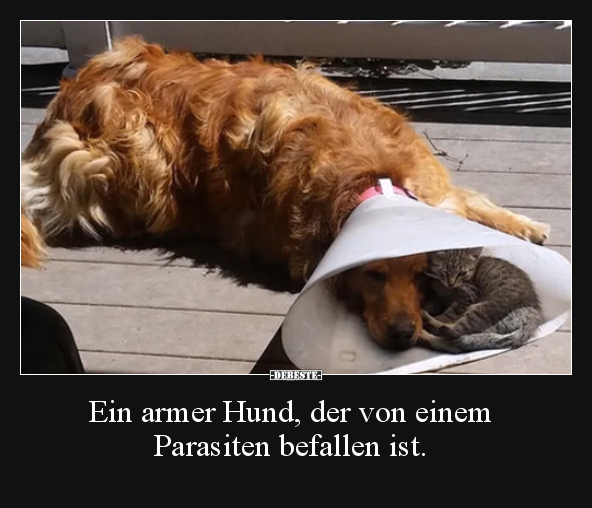 Ein armer Hund, der von einem Parasiten befallen ist... - Lustige Bilder | DEBESTE.de