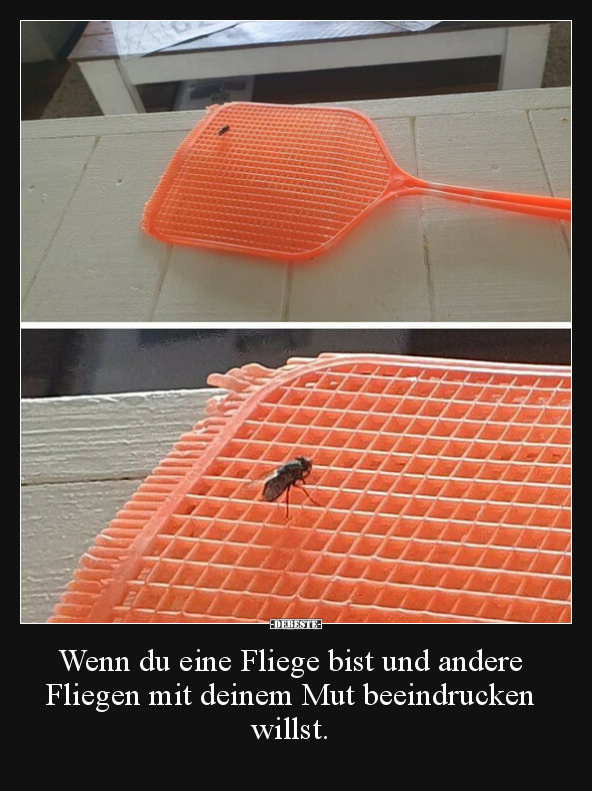 Wenn du eine Fliege bist und andere Fliegen mit deinem Mut.. - Lustige Bilder | DEBESTE.de