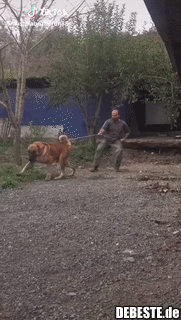 Beängstigend großer Hund..