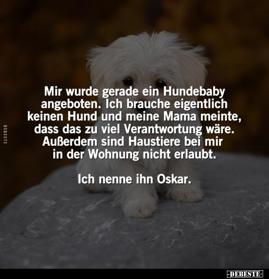 Mir wurde gerade ein Hundebaby angeboten.. - Lustige Bilder | DEBESTE.de