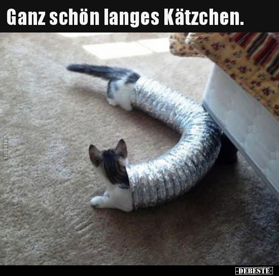 Ganz schön langes Kätzchen... - Lustige Bilder | DEBESTE.de