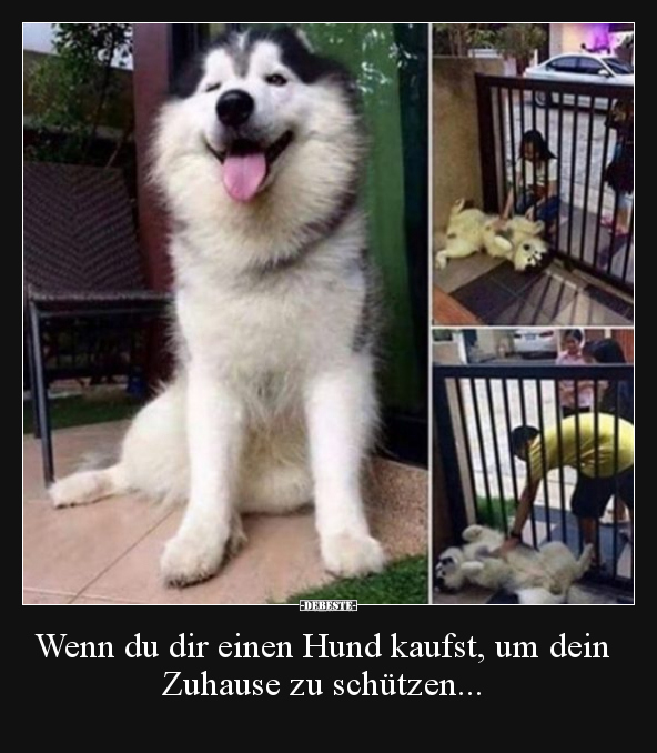 Wenn du dir einen Hund kaufst, um dein Zuhause zu.. - Lustige Bilder | DEBESTE.de