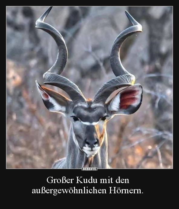 Großer Kudu mit den  außergewöhnlichen Hörnern...