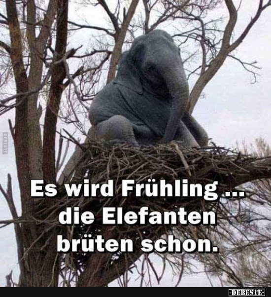 Es wird Frühling... die Elefanten brüten schon. - Lustige Bilder | DEBESTE.de