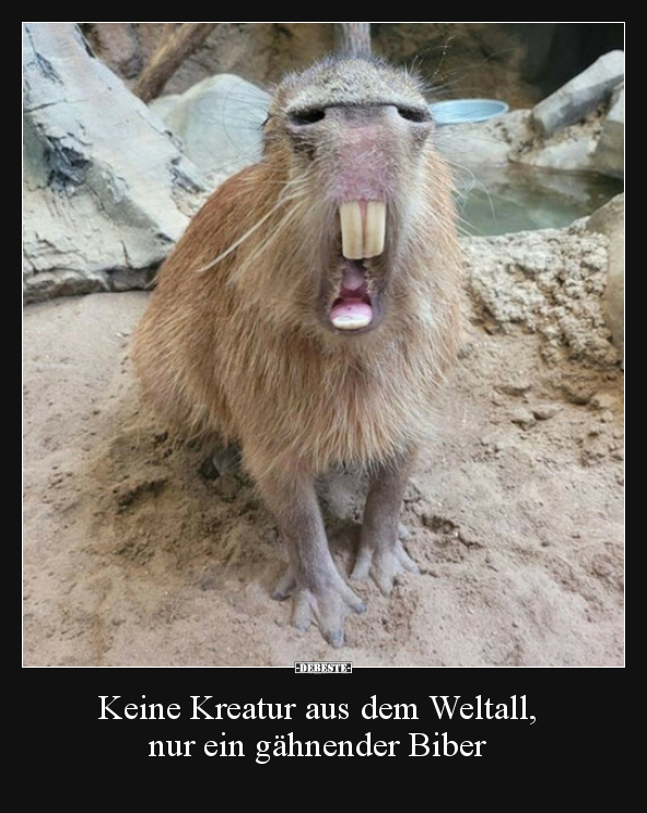 Keine Kreatur aus dem Weltall, nur ein gähnender Biber.. - Lustige Bilder | DEBESTE.de