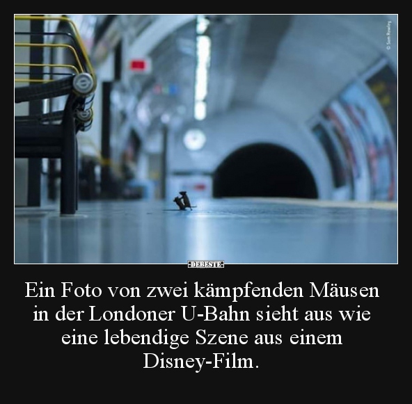 Ein Foto von zwei kämpfenden Mäusen in der Londoner U-Bahn.. - Lustige Bilder | DEBESTE.de