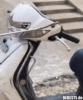 Tierischer Beifahrer..