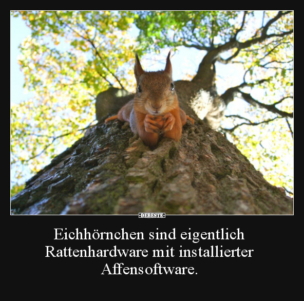 Eichhörnchen sind eigentlich Rattenhardware mit.. - Lustige Bilder | DEBESTE.de