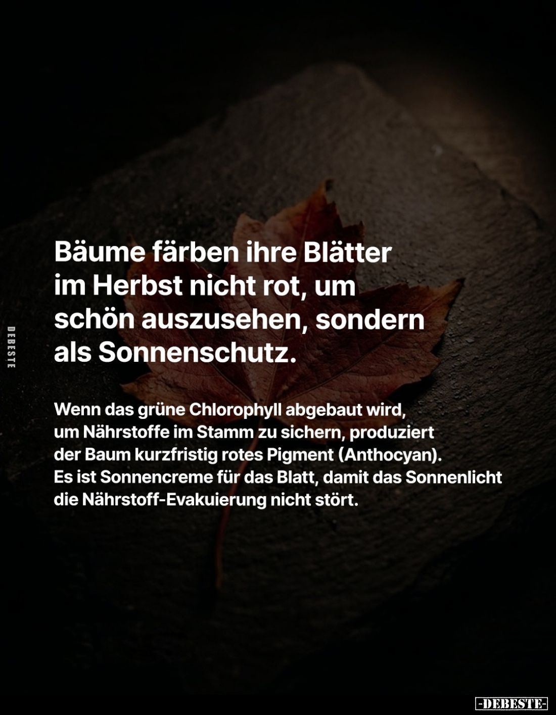 Bäume färben ihre Blätter im Herbst nicht rot, um schön auszusehen, sondern als Sonnenschutz.
Wenn das grüne Chlorophyll abg...
