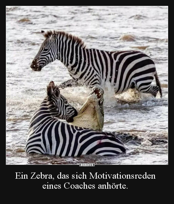 Ein Zebra, das sich Motivationsreden eines Coaches.. - Lustige Bilder | DEBESTE.de