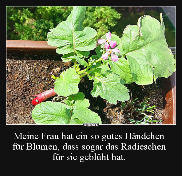 Meine Frau hat ein so gutes Händchen für Blumen, dass.. - Lustige Bilder | DEBESTE.de
