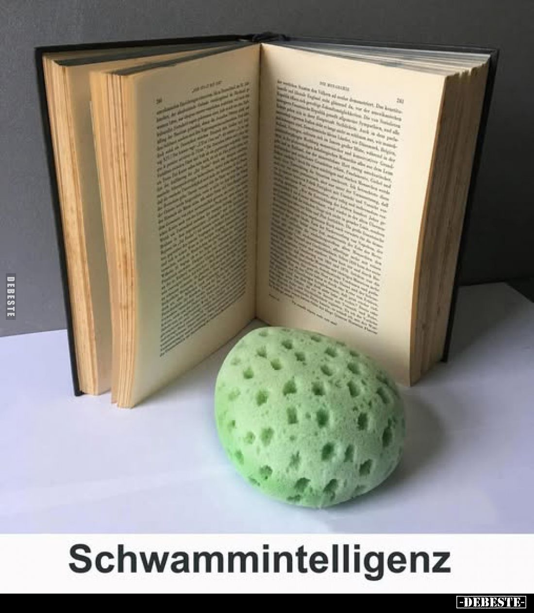 Schwammintelligenz.