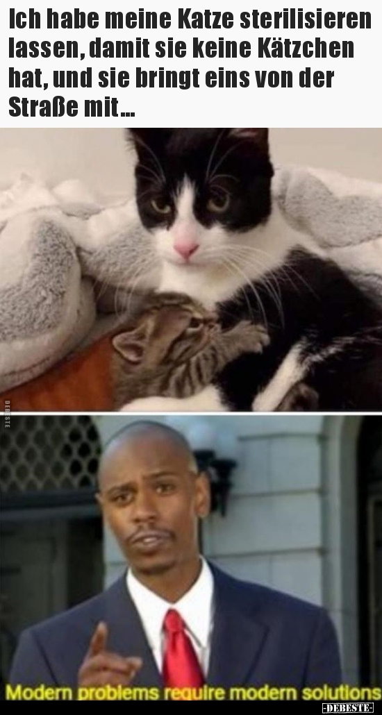 Ich habe meine Katze sterilisieren lassen, damit sie keine..