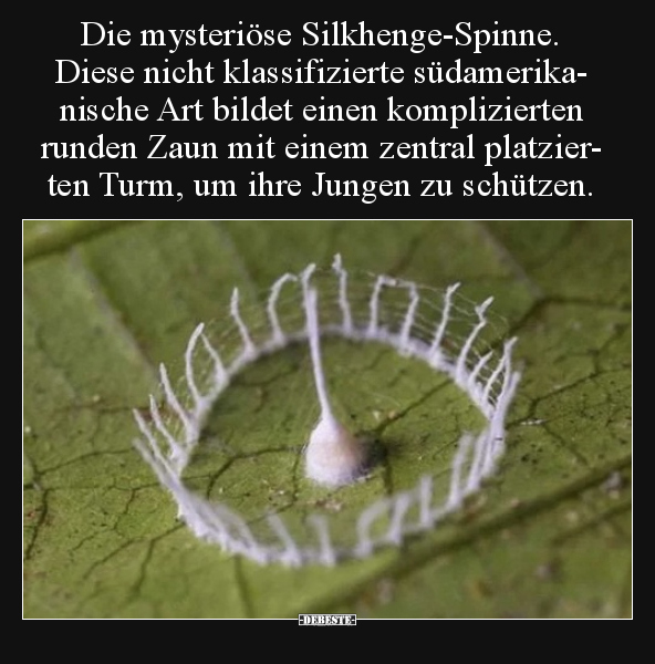 Die mysteriöse Silkhenge-Spinne. Diese nicht klassifizierte.. - Lustige Bilder | DEBESTE.de