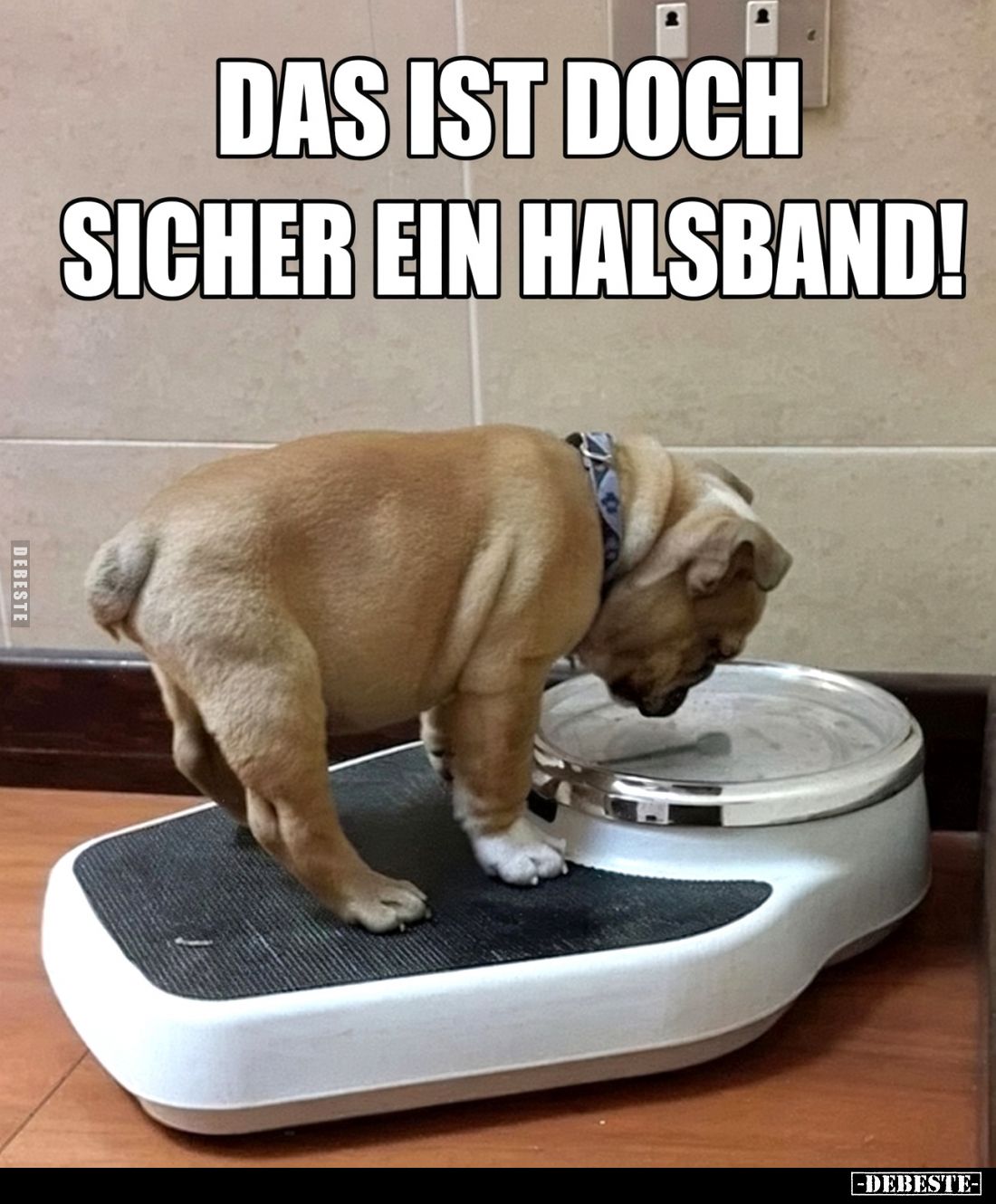 Das ist doch sicher ein Halsband.