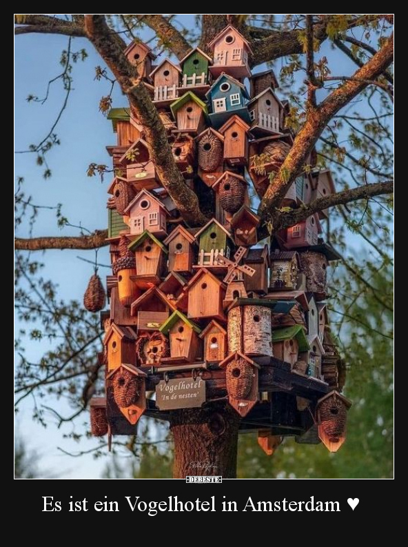 Es ist ein Vogelhotel in Amsterdam.. - Lustige Bilder | DEBESTE.de