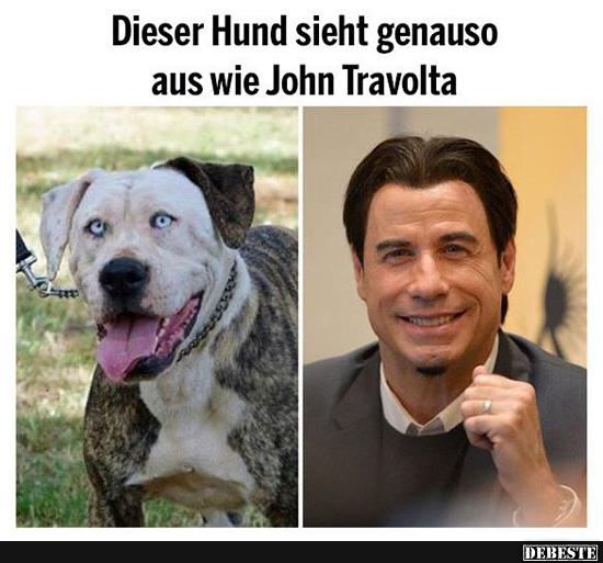 Dieser Hund sieht aus wie John Travolta!