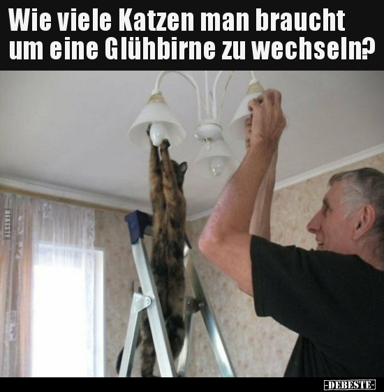 Lustige Bilder zum Thema: Katzen, Katze