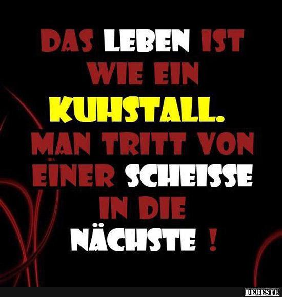 Das Leben ist wie ein Kuhstall..