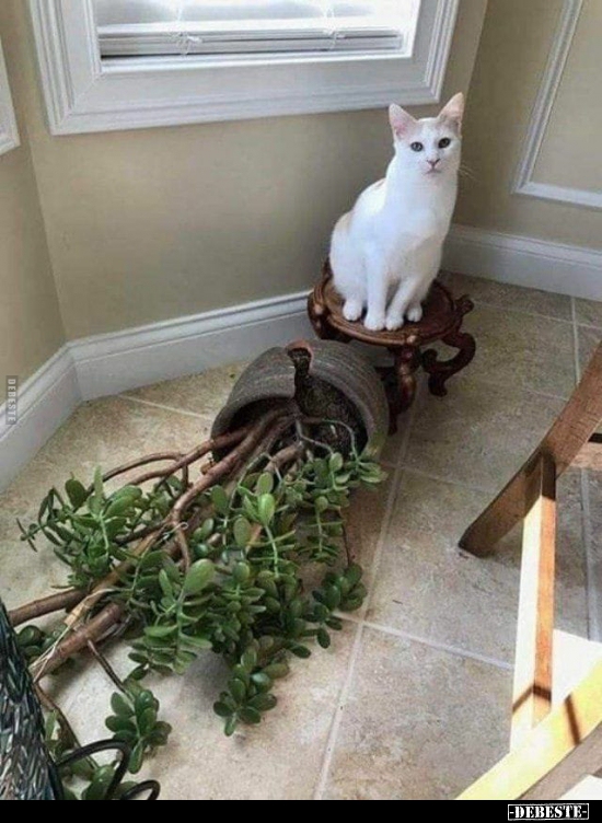  - Lustige Bilder | DEBESTE.de