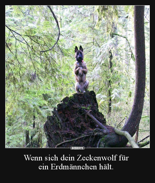 Wenn sich dein Zeckenwolf für ein Erdmännchen hält... - Lustige Bilder | DEBESTE.de