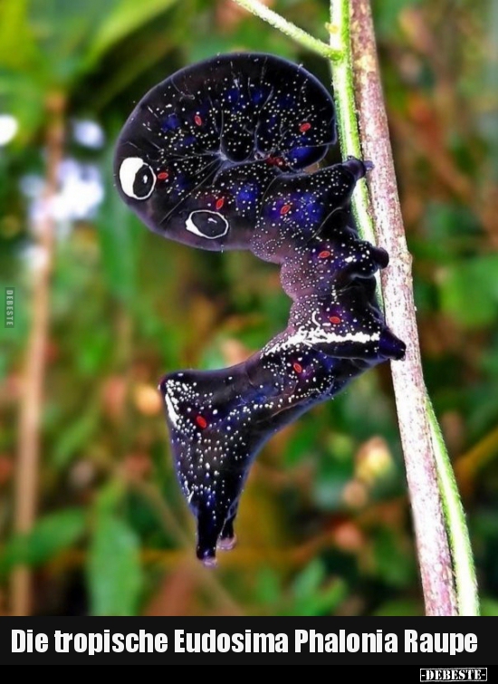 Die tropische Eudosima Phalonia Raupe..