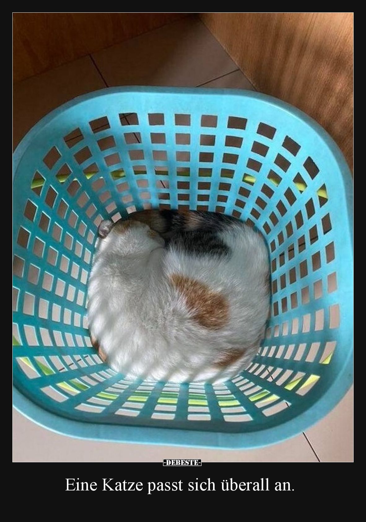 Eine Katze passt sich überall an.