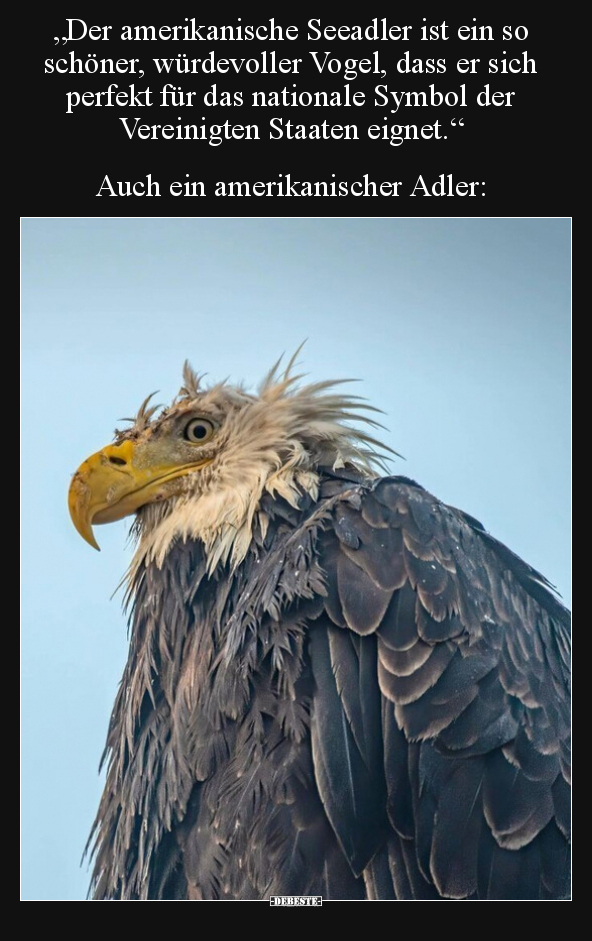 "Der amerikanische Seeadler ist ein so schöner, würdevoller.." - Lustige Bilder | DEBESTE.de