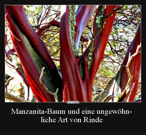 Manzanita-Baum und eine ungewöhnliche Art von Rinde..