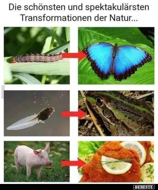 Die schönsten und spektakulärsten Transformationen der.. - Lustige Bilder | DEBESTE.de