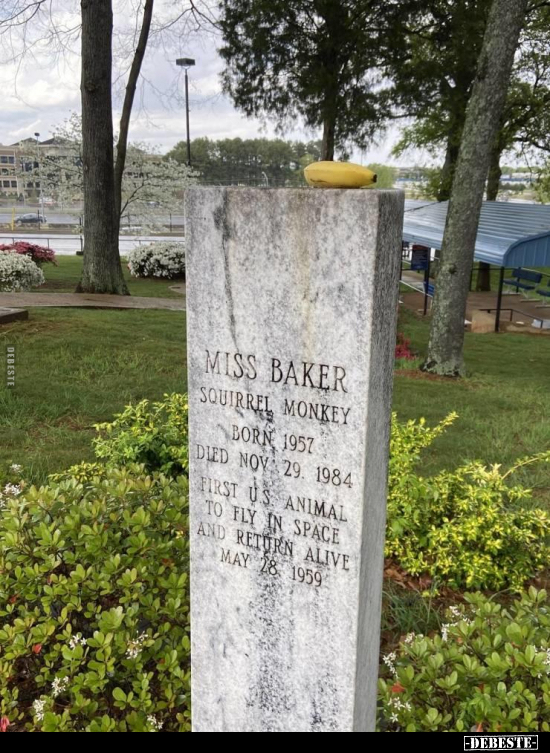  - Lustige Bilder | DEBESTE.de