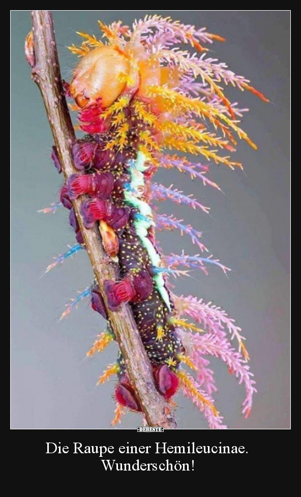 Die Raupe einer Hemileucinae. Wunderschön!..