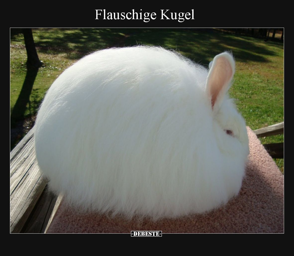 Flauschige Kugel.. - Lustige Bilder | DEBESTE.de