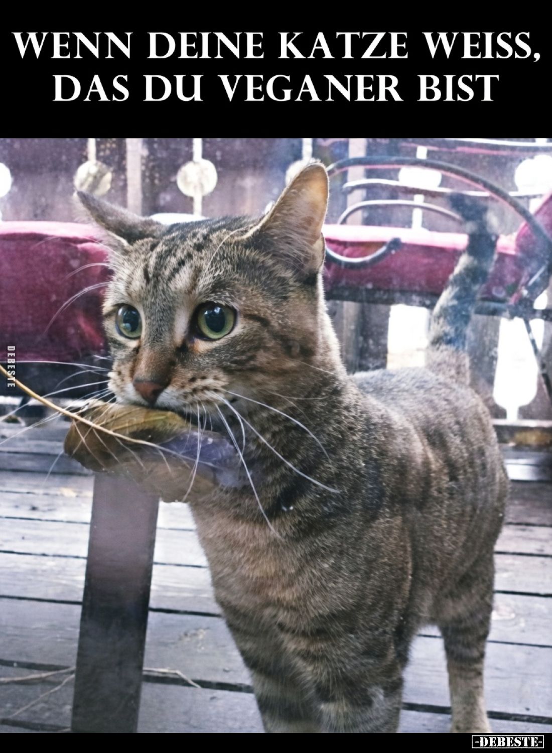 Wenn deine Katze weiß, dass du Veganer bist.. - Lustige Bilder | DEBESTE.de