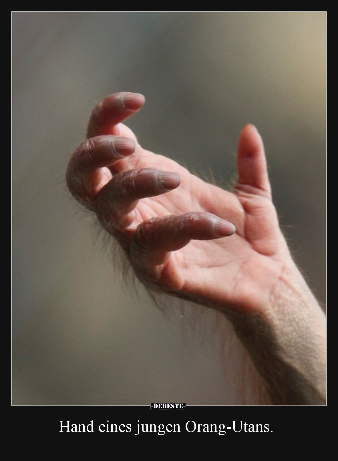 Hand eines jungen Orang-Utans.