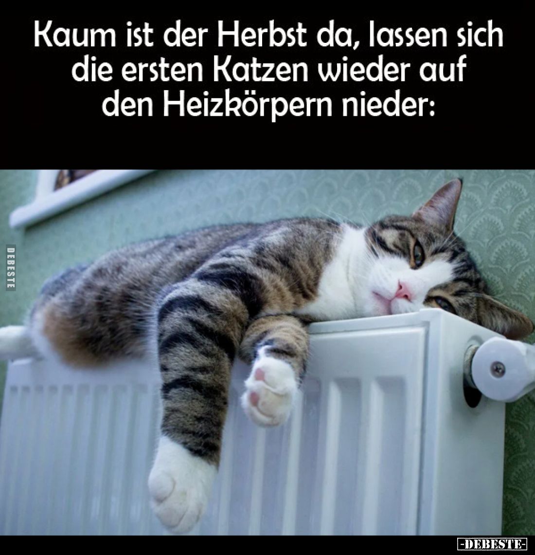 Kaum ist der Herbst da, lassen sich die ersten Katzen wieder auf den Heizkörpern nieder: