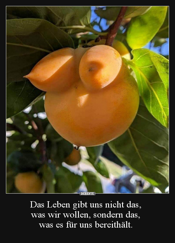 Das Leben gibt uns nicht das, was wir wollen, sondern..