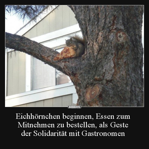 Eichhörnchen beginnen, Essen zum Mitnehmen zu bestellen.. - Lustige Bilder | DEBESTE.de