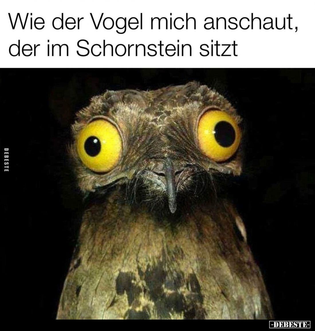 Wie der Vogel mich anschaut, der im Schornstein sitzt.