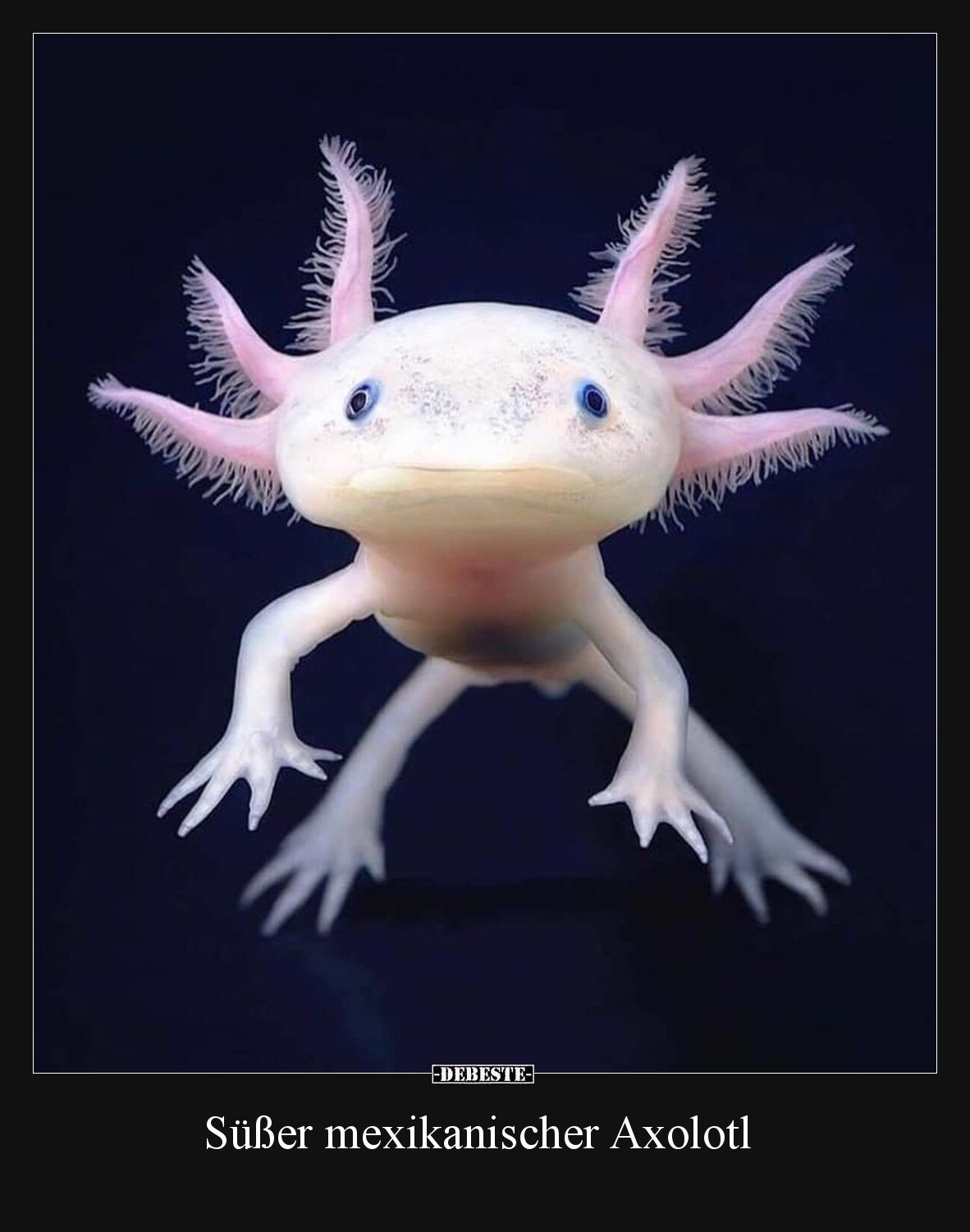 Süßer mexikanischer Axolotl.. - Lustige Bilder | DEBESTE.de