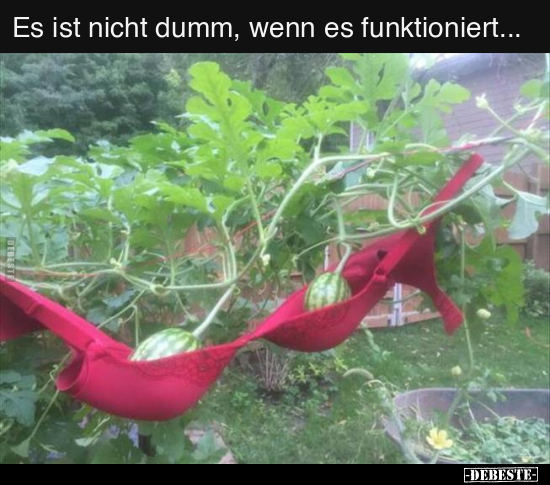 Es ist nicht dumm, wenn es funktioniert... - Lustige Bilder | DEBESTE.de