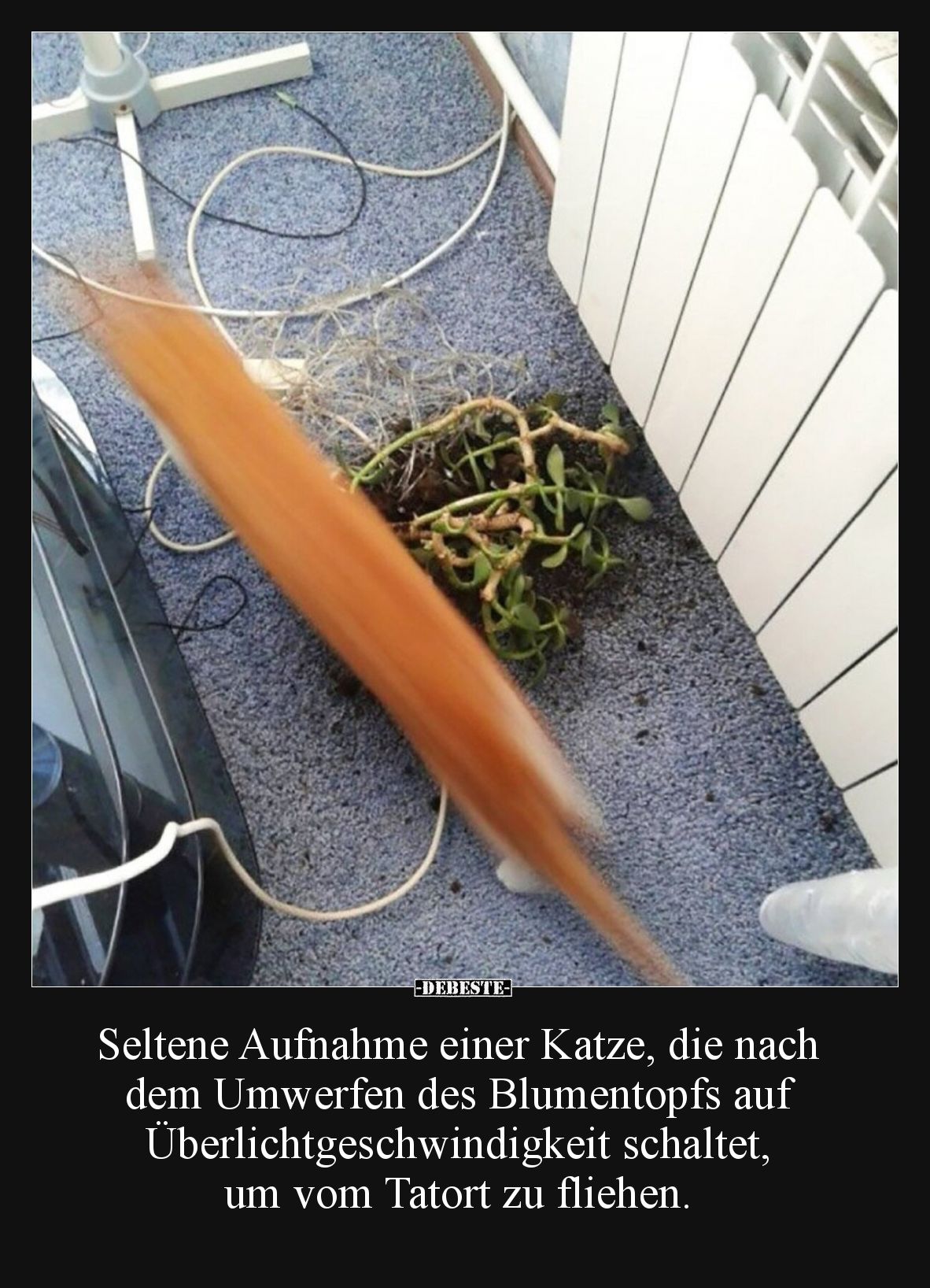 Seltene Aufnahme einer Katze, die nach dem Umwerfen des Blumentopfs auf Überlichtgeschwindigkeit schaltet, um vom Tatort zu f...