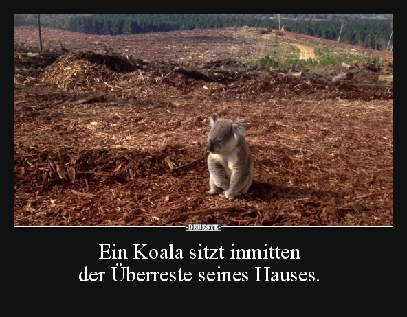 Ein Koala sitzt inmitten der Überreste seines Hauses... - Lustige Bilder | DEBESTE.de