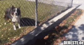 Er glaubte, dass er dem Hund hilft, aber er ist in seine Falle gegangen!