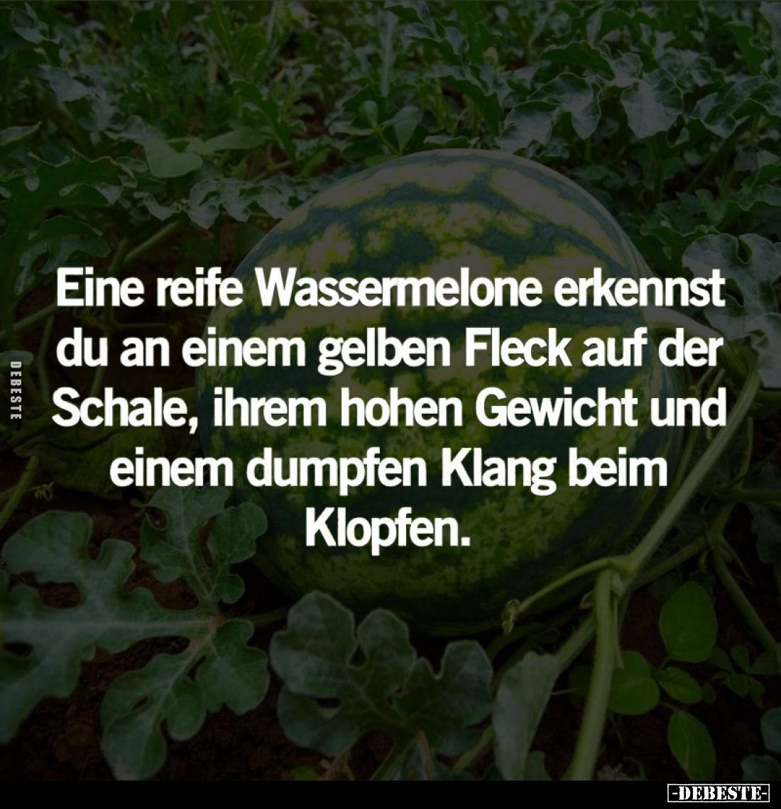 Eine reife Wassermelone erkennst du an einem gelben Fleck auf der Schale, ihrem hohen Gewicht und einem dumpfen Klang beim Kl...
