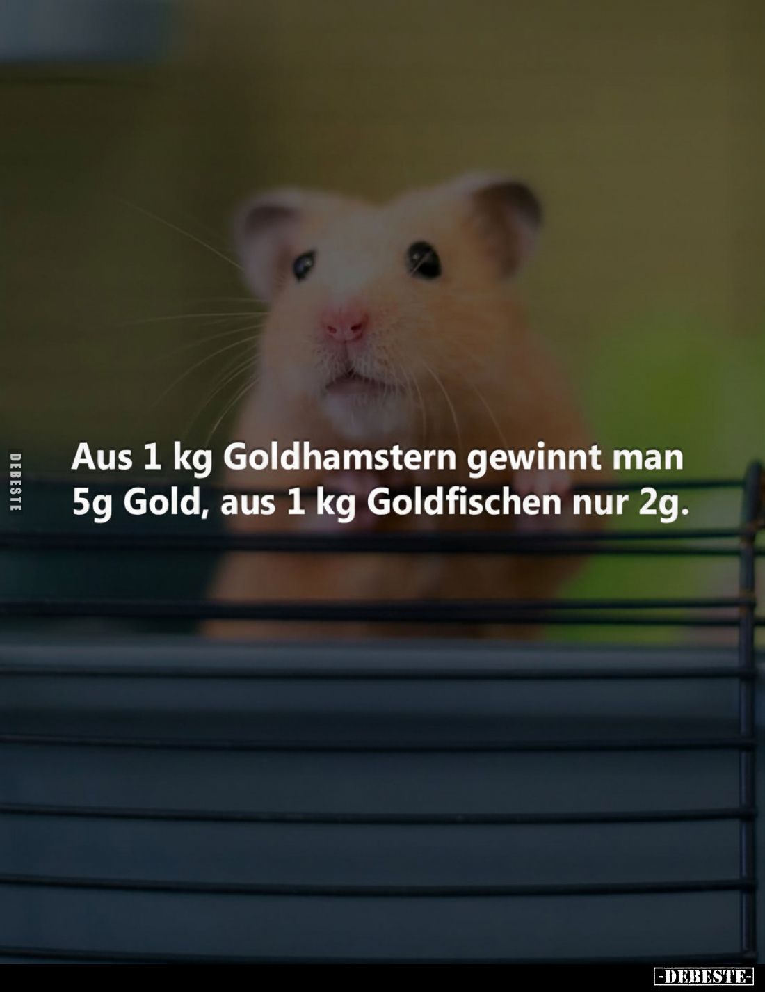 Aus 1 kg Goldhamstern gewinnt man 5g Gold, aus 1 kg.. - Lustige Bilder | DEBESTE.de