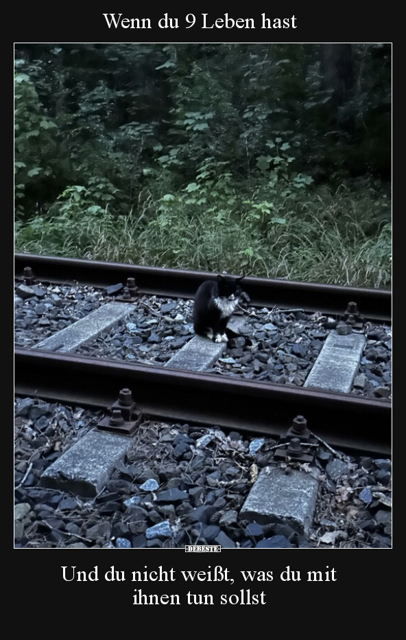 Wenn du 9 Leben hast
-
Und du nicht weißt, was du mit ihnen tun sollst