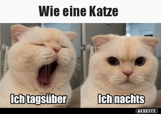 Wie eine Katze.. - Lustige Bilder | DEBESTE.de